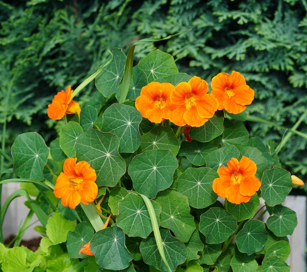 Die Hübschen Orangen Blüten Der Kapuzinerkresse Tropaeolum Majus — Stockfoto