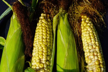 the yellow corn perfect to be fried and salted