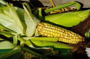 the yellow corn perfect to be fried and salted