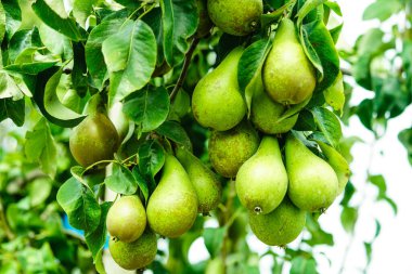 Pears Plantage in the old land next to Hamburg