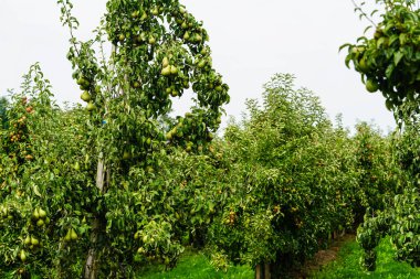 Pears Plantage in the old land next to Hamburg