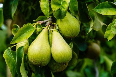 Pears Plantage in the old land next to Hamburg