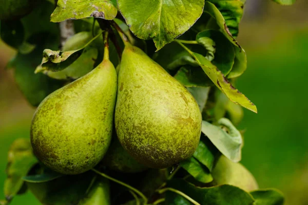 Pears Plantage Old Land Next Hamburg — Stockfoto