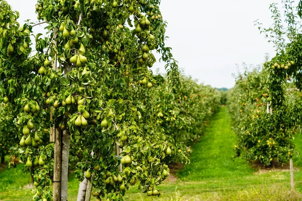 Pears Plantage in the old land next to Hamburg