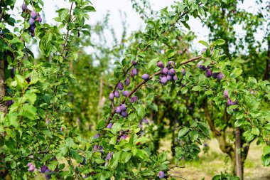 plum - prunus domestica in the Old Land next to Hamburg