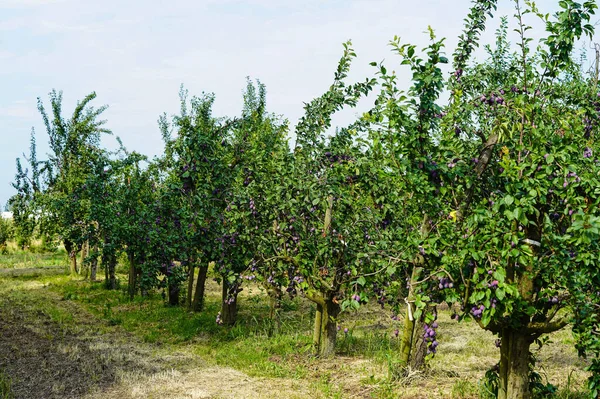 plum - prunus domestica in the Old Land next to Hamburg