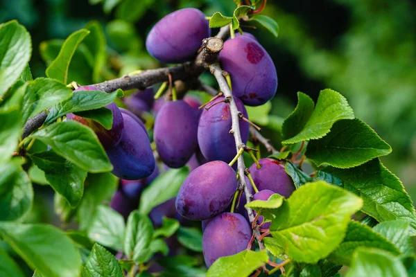 plum - prunus domestica in the Old Land next to Hamburg