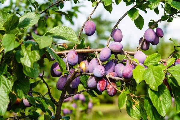 plum - prunus domestica in the Old Land next to Hamburg
