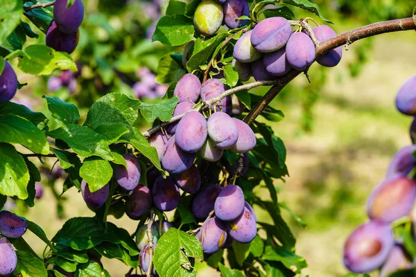plum - prunus domestica in the Old Land next to Hamburg