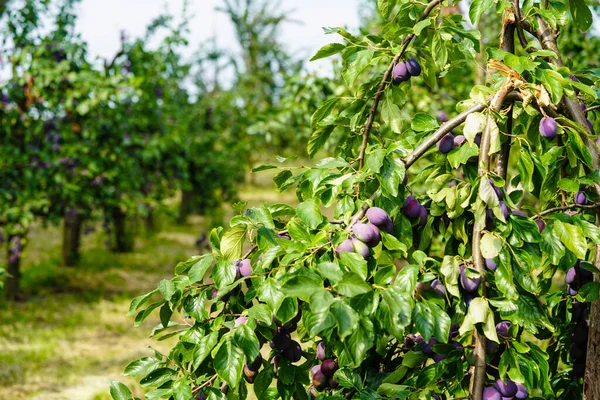 plum - prunus domestica in the Old Land next to Hamburg