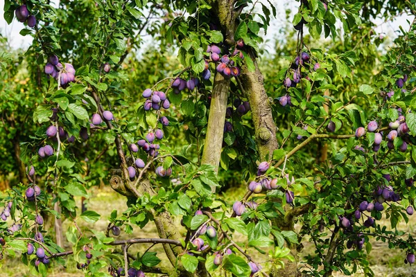 plum - prunus domestica in the Old Land next to Hamburg