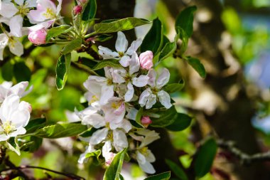 Apple tree in the old country next to Hamburg