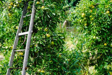 Apple tree in the old country next to Hamburg