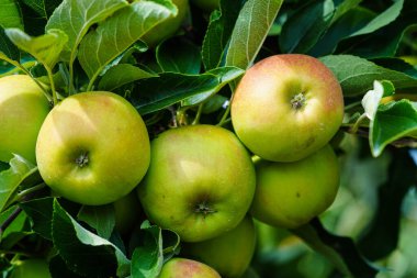 Apple tree in the old country next to Hamburg