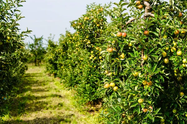 Apple tree in the old country next to Hamburg