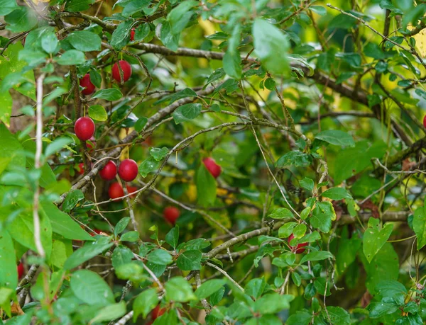 Κόκκινη Mirabelle Prunus Cerasifera Στην Παλιά Δίπλα Στο Αμβούργο — Φωτογραφία Αρχείου