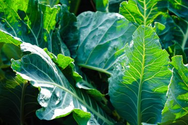 white cauliflower Brassica oleracea a healthy vegetable freshly harvested in the old Land next to Hamburg