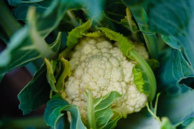 white cauliflower Brassica oleracea a healthy vegetable freshly harvested in the old Land next to Hamburg