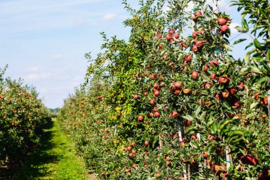 red sentinal crab apple malus sylvestris in the old Country next to Hamburg