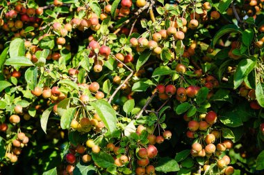 red sentinal crab apple malus sylvestris in the old Country next to Hamburg