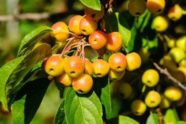 red sentinal crab apple malus sylvestris in the old Country next to Hamburg