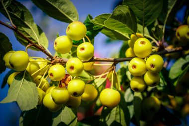red sentinal crab apple malus sylvestris in the old Country next to Hamburg