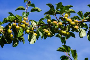 red sentinal crab apple malus sylvestris in the old Country next to Hamburg