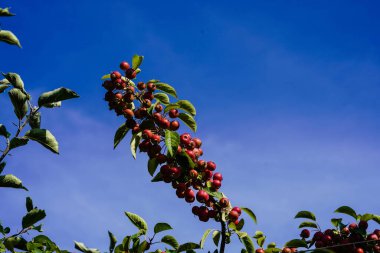 red sentinal crab apple malus sylvestris in the old Country next to Hamburg