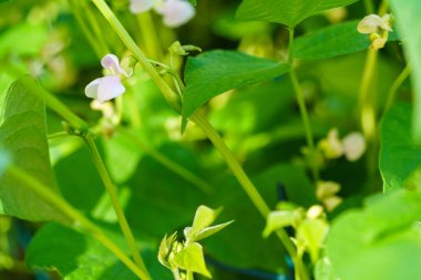 Garden beans Phaseolus vulgaris in the old land next to hamburg