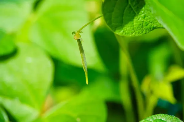 Garden Beans Phaseolus Vulgaris Old Land Next Hamburg —  Fotos de Stock