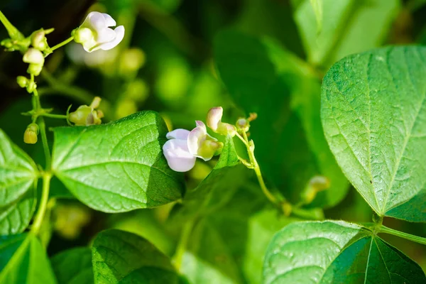 Garden Beans Phaseolus Vulgaris Old Land Next Hamburg —  Fotos de Stock