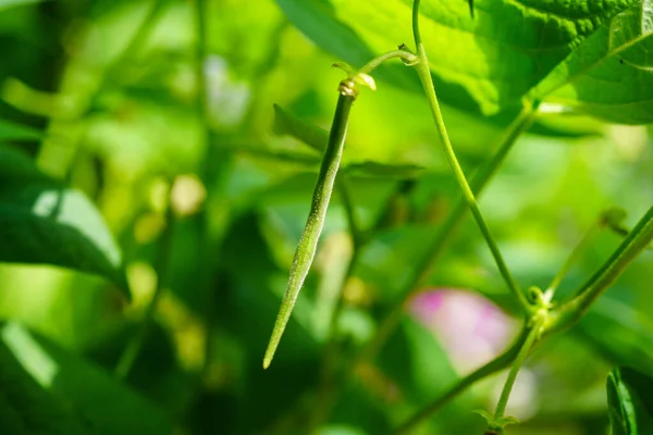 Garden Beans Phaseolus Vulgaris Old Land Next Hamburg — Fotografia de Stock