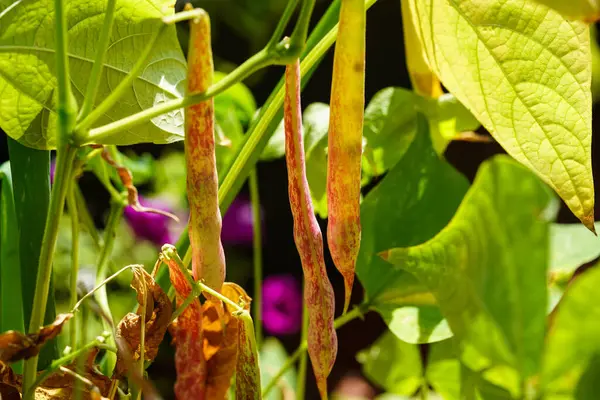 Garden Beans Phaseolus Vulgaris Old Land Next Hamburg — Fotografia de Stock