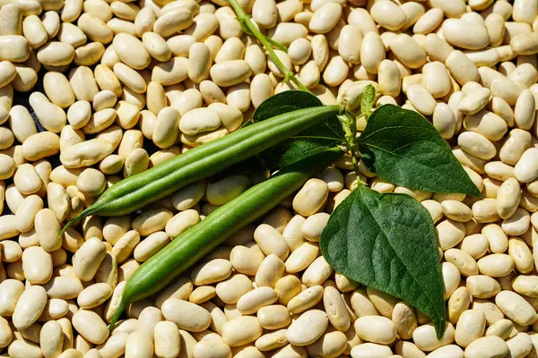 Garden Beans Phaseolus Vulgaris Old Land Next Hamburg — Stock Photo, Image