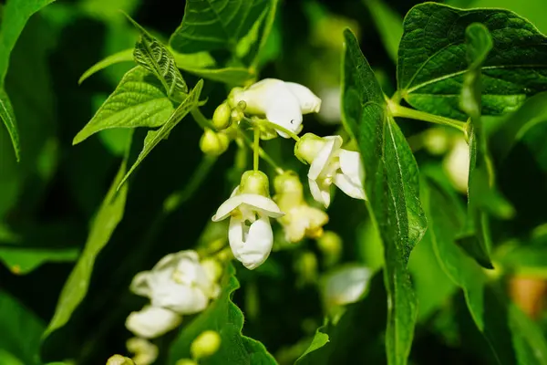 Garden Beans Phaseolus Vulgaris Old Land Next Hamburg — Fotografia de Stock