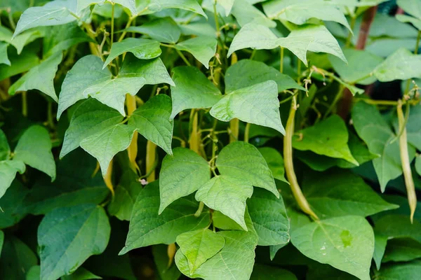 Garden Beans Phaseolus Vulgaris Old Land Next Hamburg — Fotografia de Stock