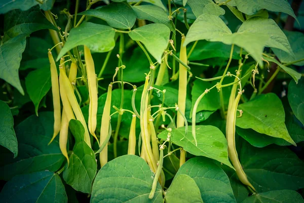 Garden Beans Phaseolus Vulgaris Old Land Next Hamburg —  Fotos de Stock