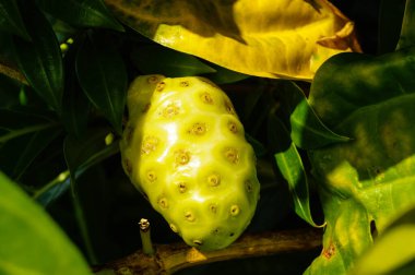 Saint Lucia 'da bir Noni meyvesi Morinda citrifolia