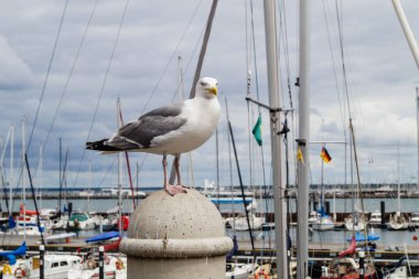 Martı Larinae Baltık denizinde