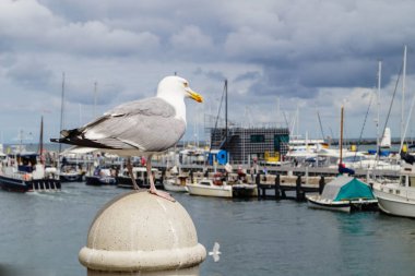 Martı Larinae Baltık denizinde