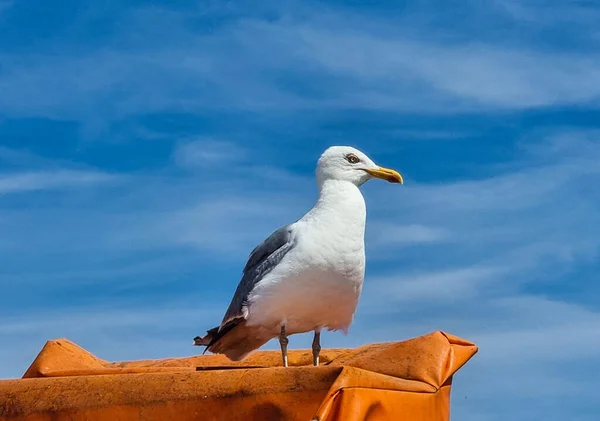 Larines Mouettes Mer Baltique — Photo