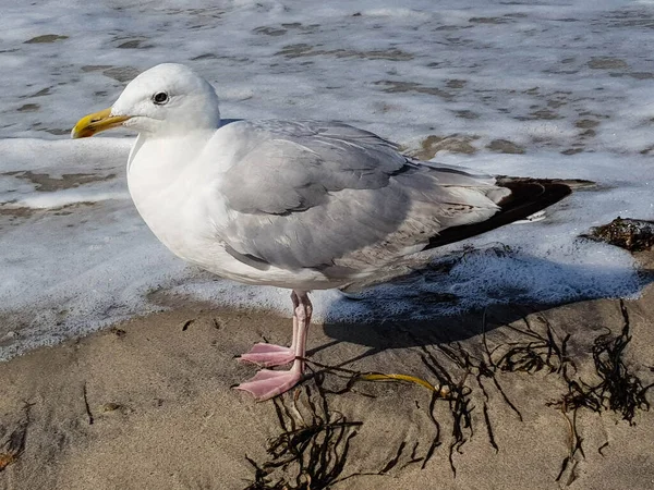 Seagull Larinae at the baltic sea