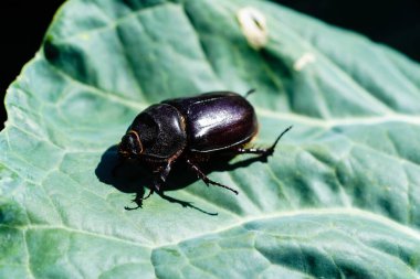 Dişi gergedan böcek Oryctes nasicornis bahçede 