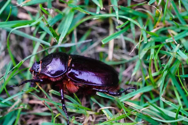 Rhinocéros Femelle Oryctes Nasicornis Dans Jardin — Photo