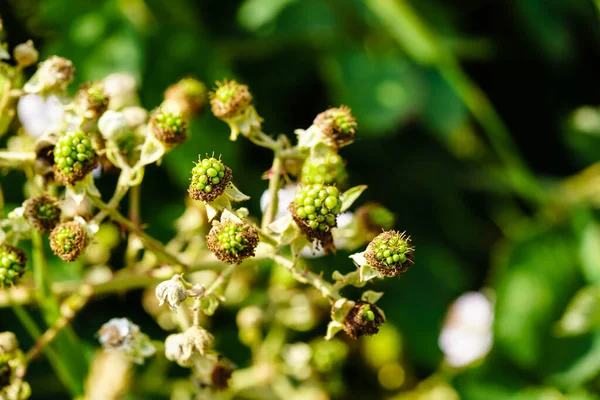 Rubus Blackberry Frutos Silvestres — Fotografia de Stock