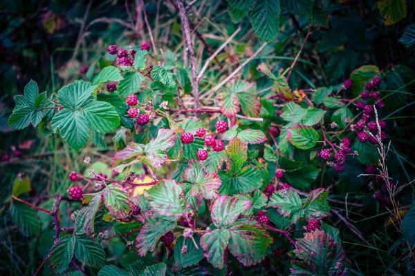 Rubus Blackberry Frutti Bosco Selvatici — Foto Stock