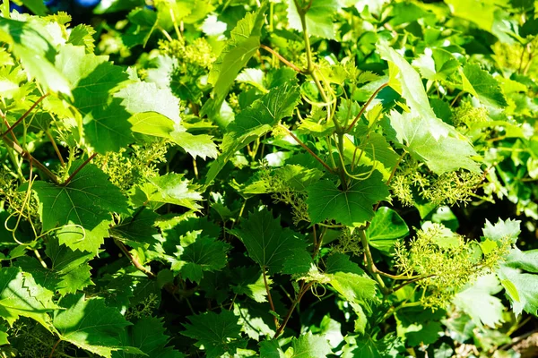 wine grapes raisins and wine leaves in the old land next to Hamburg
