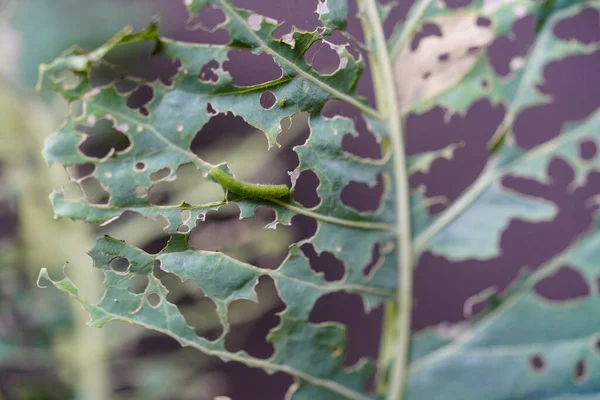 The larvae of the white butterfly Pieris brassicae destroy the cabbage harvest