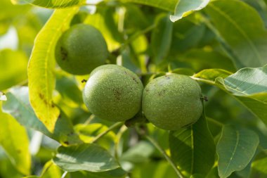 Ceviz ağacının meyveleri Juglans regia