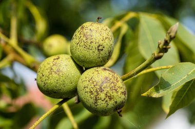 Ceviz ağacının meyveleri Juglans regia